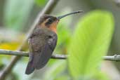 Female Saw-billed Hermit, Ubatuba, São Paulo, Brazil, August 2004 - click for larger image