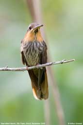 Saw-billed Hermit, Ubatuba, São Paulo, Brazil, November 2006 - click for larger image