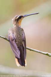 Saw-billed Hermit, Ubatuba, São Paulo, Brazil, November 2006 - click for larger image