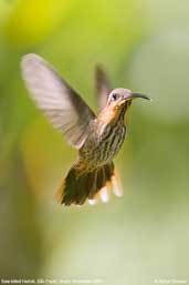 Saw-billed Hermit, Ubatuba, São Paulo, Brazil, November 2006 - click for larger image