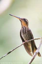 Saw-billed Hermit, Ubatuba, São Paulo, Brazil, November 2006 - click for larger image