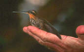 Saw-billed Hermit, Ubatuba, São Paulo, Brazil, April 2001 - click for larger image