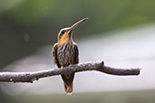 Saw-billed Hermit, Ubatuba, São Paulo, Brazil, October 2022 - click for larger image