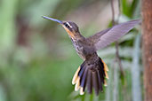 Saw-billed Hermit, Ubatuba, São Paulo, Brazil, October 2022 - click for larger image