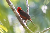 Masked Crimson Tanager, Sani Lodge, Sucumbios, Ecuador, November 2019 - click for larger image