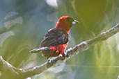 Masked Crimson Tanager, Sani Lodge, Sucumbios, Ecuador, November 2019 - click for larger image