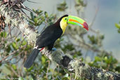 Keel-billed Toucan, Sierra Nevada de Santa Marta, Magdalena, Colombia, April 2012 - click for larger image