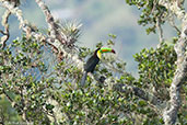 Keel-billed Toucan, Sierra Nevada de Santa Marta, Magdalena, Colombia, April 2012 - click for larger image