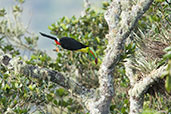 Keel-billed Toucan, Sierra Nevada de Santa Marta, Magdalena, Colombia, April 2012 - click for larger image