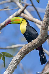 Keel-billed Toucan, Tikal, Guatemala, March 2015 - click for larger image