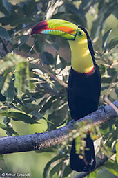 Keel-billed Toucan, Pico Bonito, Honduras, March 2015 - click for larger image