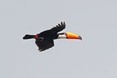 Toco Toucan, Santuario do Caraca, Mato Grosso, Brazil, October 2022 - click for larger image