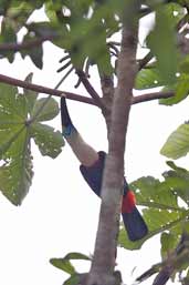 Red-billed Toucan, Carajás, Pará, Brazil, October 2005 - click for larger image