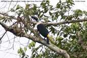 Red-billed Toucan, Cristalino, Mato Grosso, Brazil, Decembar 2006 - click for larger image