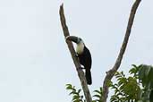 Red-billed Toucan, Manaus, Brazil, September 2003 - click for larger image