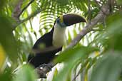 Red-billed Toucan, Manaus, Brazil, September 2003 - click for larger image