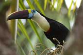 Red-billed Toucan, Manaus, Brazil, September 2003 - click for larger image