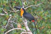 Channel-billed Toucan, Caxiuanã, Pará, Brazil, November 2005 - click for larger image