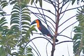 Channel-billed Toucan, Caxiuanã, Pará, Brazil, November 2005 - click for larger image