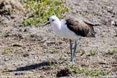 Andean  Avocet, Lauca N.P., Chile, February 2007 - click for larger image