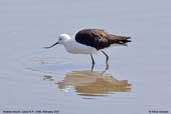 Andean  Avocet, Lauca N.P., Chile, February 2007 - click for larger image