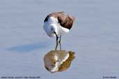 Andean  Avocet, Lauca N.P., Chile, February 2007 - click for larger image