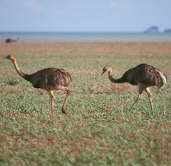 Greater Rhea, near Emas, Goiás, Brazil, Sept 2000 - click for larger image