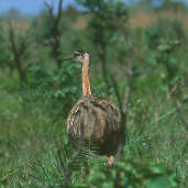 Greater Rhea, Emas, Goiás, Brazil, April 2001 - click for larger image