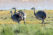 Greater Rhea, Lagoa do Peixe, Rio Grande do Sul, Brazil, October 2022 - click for larger image