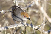 Female Slender Antbird, Boa Nova, Brazil, Brazil, October 2008 - click for larger image