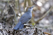 Female Slender Antbird, Boa Nova, Brazil, Brazil, October 2008 - click for larger image