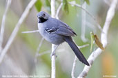 Male Slender Antbird, Boa Nova, Brazil, Brazil, October 2008 - click for larger image