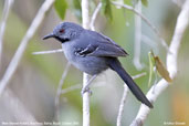 Male Slender Antbird, Boa Nova, Brazil, Brazil, October 2008 - click for larger image