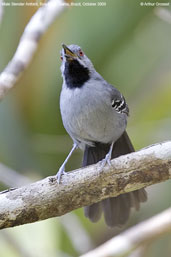 Male Slender Antbird, Boa Nova, Brazil, Brazil, October 2008 - click for larger image