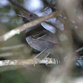 Male Slender Antbird, Boa Nova, Brazil, Brazil, July 2002 - click for larger image