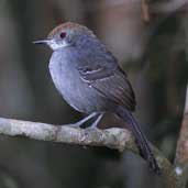 Female Slender Antbird, Boa Nova, Brazil, Brazil, July 2002 - click for larger image