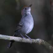 Female Slender Antbird, Boa Nova, Brazil, Brazil, July 2002 - click for larger image