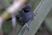 Male Slender Antbird, Boa Nova, Brazil, Brazil, July 2002 - click for larger image