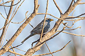 Blue Finch, Serra da Canastra, Minas Gerais, Brazil, October 2022 - click for larger image