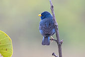 Blue Finch, Pompeu, Minas Gerais, Brazil, October 2022 - click for larger image
