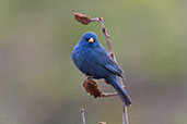 Blue Finch, Pompeu, Minas Gerais, Brazil, October 2022 - click for larger image