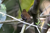 Star-throated Antwren, Tres Picos, Rio de Janeiro, Brazil, October 2022 - click for larger image