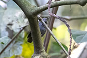 Star-throated Antwren, Tres Picos, Rio de Janeiro, Brazil, October 2022 - click for larger image