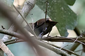 Star-throated Antwren, Tres Picos, Rio de Janeiro, Brazil, October 2022 - click for larger image