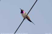 Oasis  Hummingbird, Azapa Valley, Chile, February 2007 - click for larger image