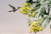 Oasis  Hummingbird, Azapa Valley, Chile, February 2007 - click for larger image