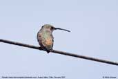 Oasis  Hummingbird, Azapa Valley, Chile, February 2007 - click for larger image