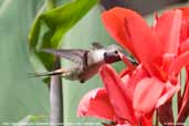 Oasis  Hummingbird, Azapa Valley, Chile, February 2007 - click for larger image