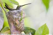 Oasis  Hummingbird, Azapa Valley, Chile, February 2007 - click for larger image