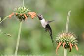 Oasis  Hummingbird, Azapa Valley, Chile, February 2007 - click for larger image